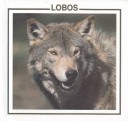 Cover of Lobos