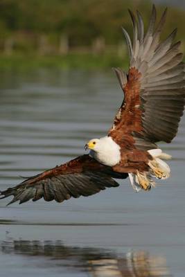 Book cover for A Bald Eagle Close to the Water, Birds of the World