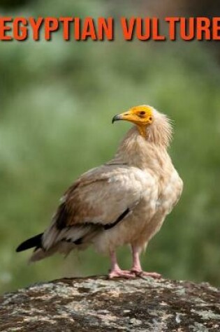 Cover of Egyptian Vulture