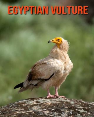 Book cover for Egyptian Vulture