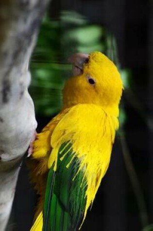 Cover of Golden Conure Parrot Journal