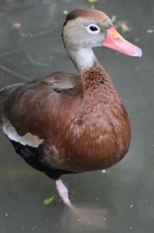 Cover of A Whistling Duck in South Texas