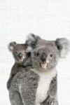 Book cover for Cute Animal Composition Book Koala