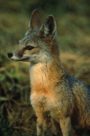 Cover of Fox Kit Animal Journal