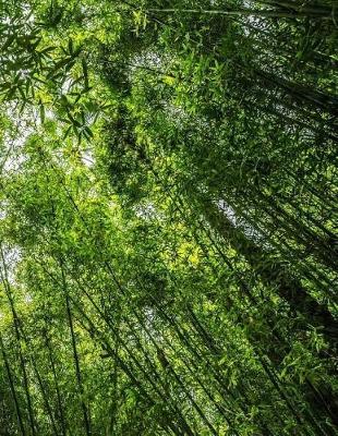 Book cover for Bamboo Forest Exercise Book With 150 Lined Pages