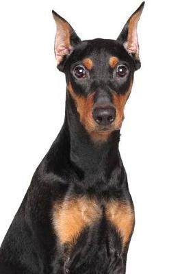 Book cover for The German Pinscher Dog Journal