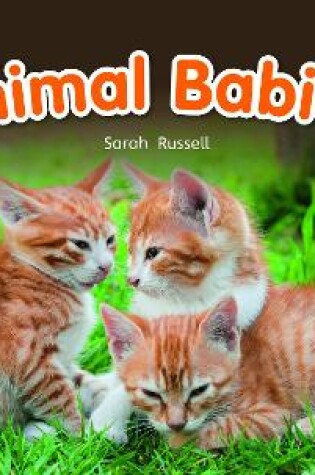 Cover of Bug Club Reading Corner: Age 4-7: Animal Babies