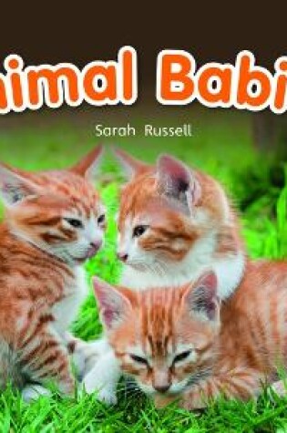 Cover of Bug Club Reading Corner: Age 4-7: Animal Babies