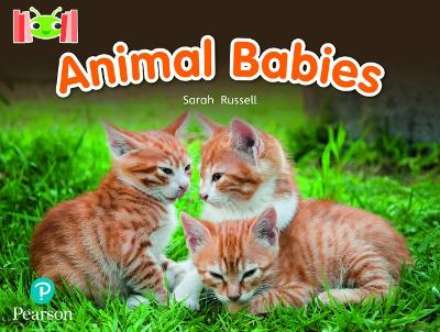 Book cover for Bug Club Reading Corner: Age 4-7: Animal Babies