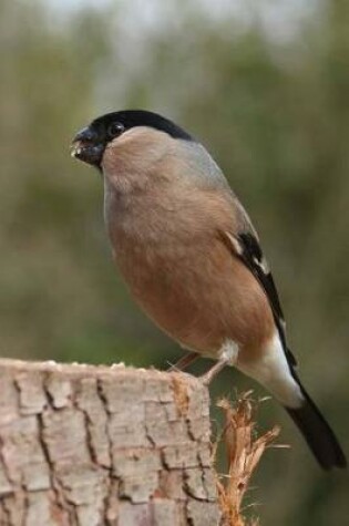 Cover of Female Bullfinch on a stump Journal