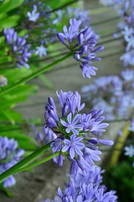 Book cover for Agapanthus Blue Lilly Flowers Journal