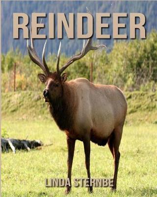 Book cover for Reindeer