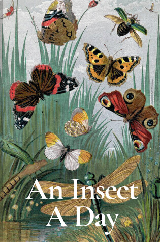 Cover of An Insect a Day