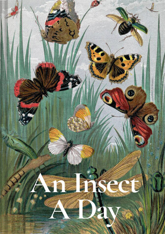 Book cover for An Insect A Day