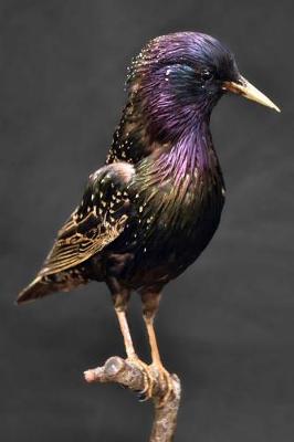 Book cover for European Starling (Sturnus Vulgaris) Bird Journal