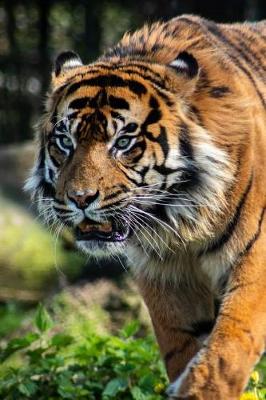 Book cover for Spectacular Tiger Stalking His Prey Journal