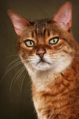 Book cover for The Bengal Cat Journal "Laugh It Up, Human. You Have to Sleep Sometime."