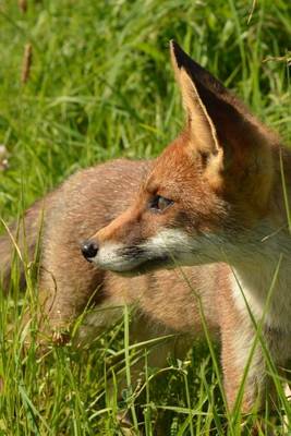 Book cover for Red Fox in the Wild Animal Journal