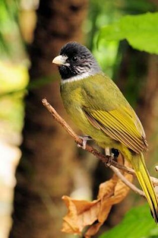 Cover of Collared Finchbill Bulbul Journal