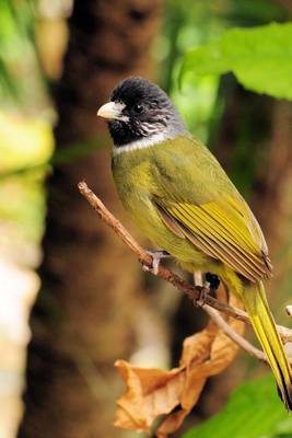 Book cover for Collared Finchbill Bulbul Journal