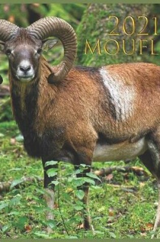 Cover of mouflon