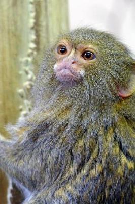 Book cover for Cute Little Pygmy Marmoset Journal