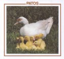 Cover of Patos