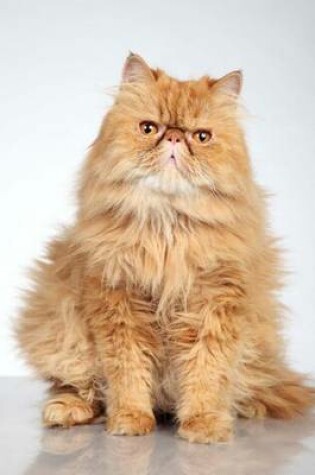 Cover of Ginger Persian Cat Journal