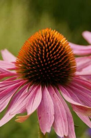 Cover of Echinacea Daisy, for the Love of Flowers