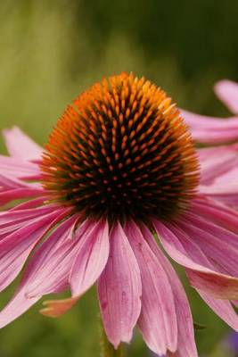 Book cover for Echinacea Daisy, for the Love of Flowers