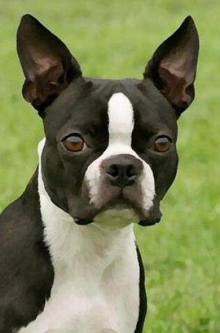 Cover of Boston Terrier