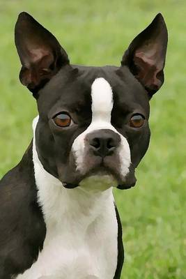 Book cover for Boston Terrier