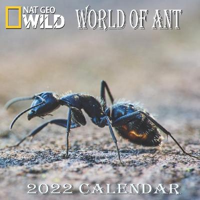 Book cover for Ant Calendar 2022