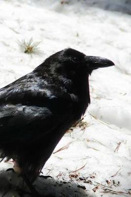 Book cover for The Crow Notebook