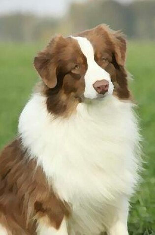 Cover of Australian Shepherd