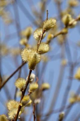 Book cover for Pussy Willow in Spring Journal