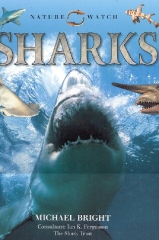 Cover of Sharks