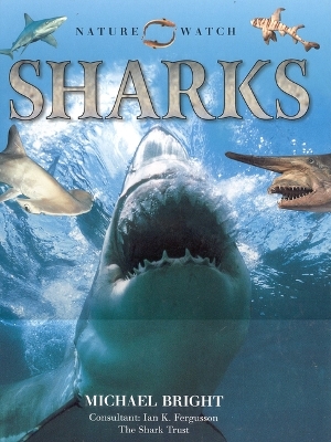 Cover of Sharks