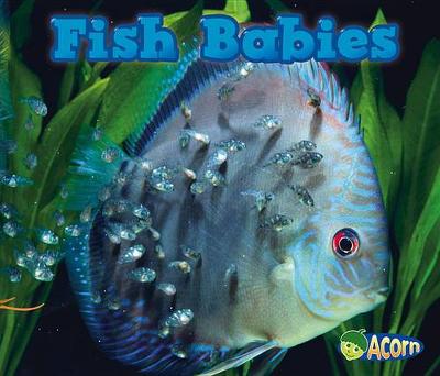 Book cover for Fish Babies (Animal Babies)
