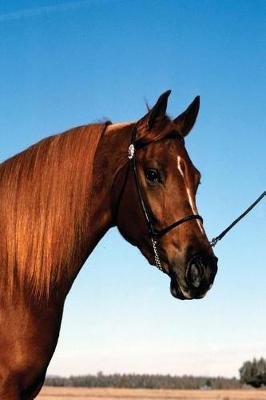 Book cover for Equine Journal Arabian Show Horse