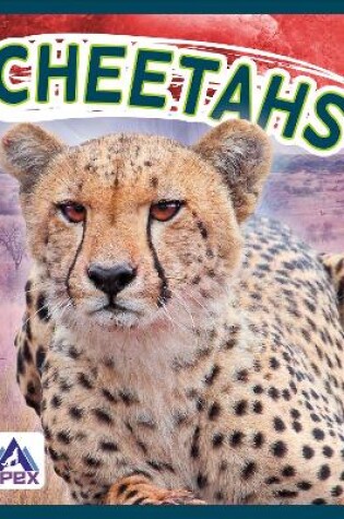 Cover of Wild Cats: Cheetahs