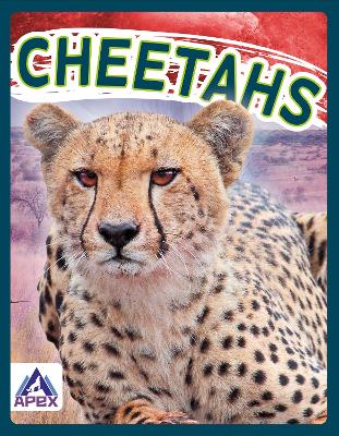 Book cover for Cheetahs