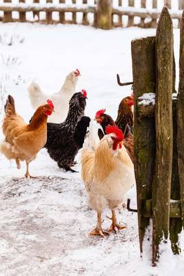 Book cover for Chickens on the Farm in the Snow Journal