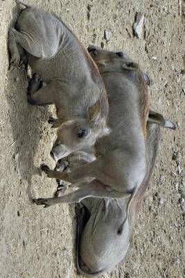 Book cover for Warthogs in Senegal, Africa