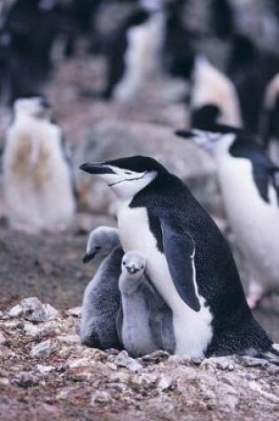 Cover of Chinstrap Penguin Mother with Chicks Journal