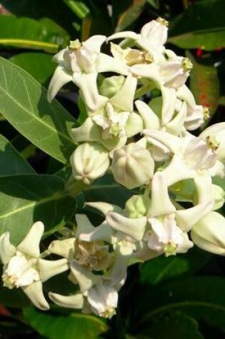 Cover of Calotropis Gigantea Milkweed, for the Love of Flowers