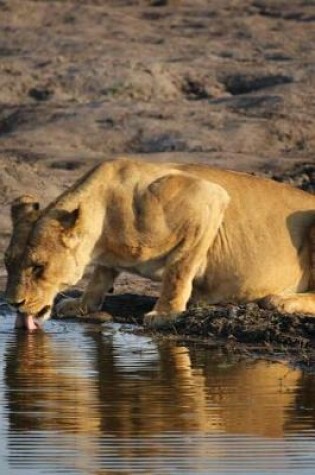 Cover of Lioness Drinking in Zimbabwe, Africa Journal