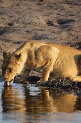 Book cover for Lioness Drinking in Zimbabwe, Africa Journal