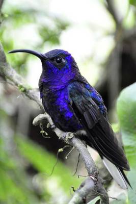 Book cover for Vivid Blue Hummingbird Journal