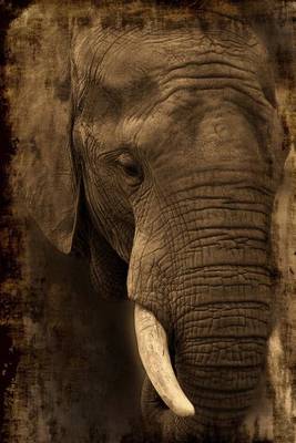 Book cover for Website Password Organizer African Elephant in Kenya